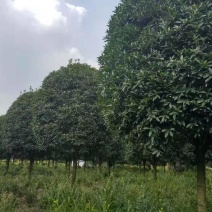 占地高杆金桂1000株特价处理价格超低可视频选货