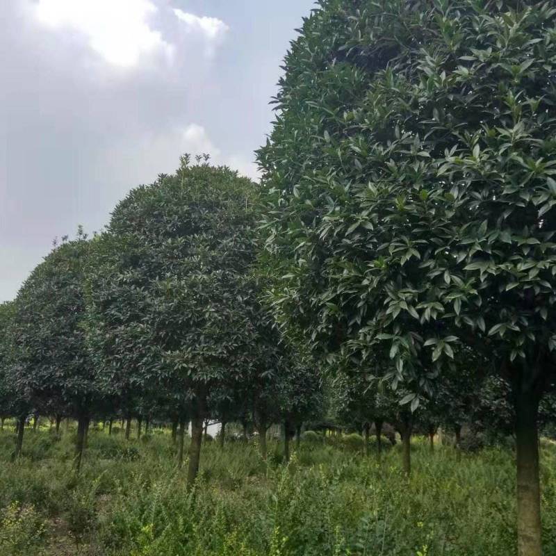 占地高杆金桂1000株特价处理价格超低可视频选货