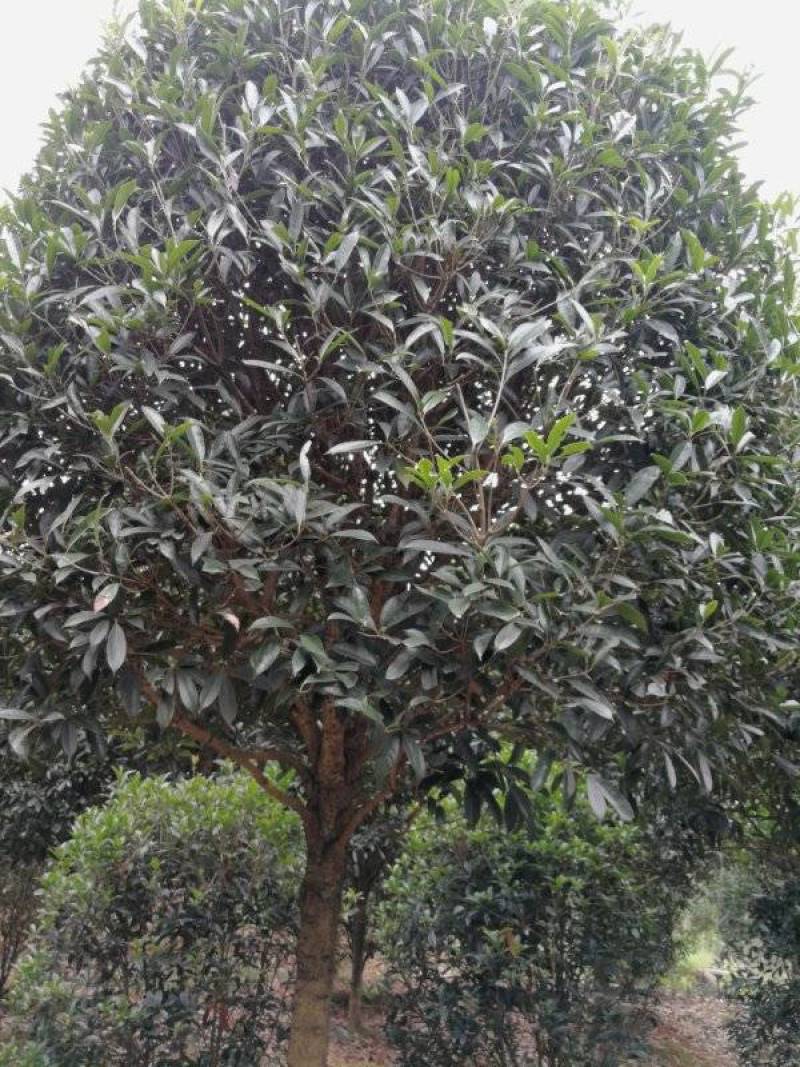 占地高杆金桂1000株特价处理价格超低可视频选货