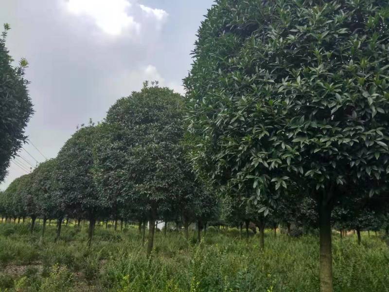 占地高杆金桂1000株特价处理价格超低可视频选货