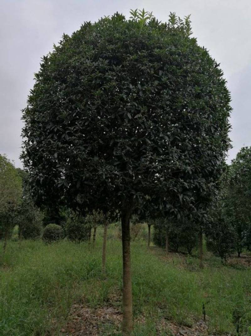 占地高杆金桂1000株特价处理价格超低可视频选货