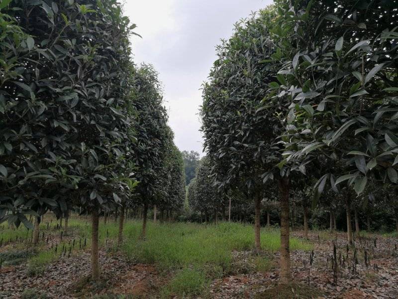 占地高杆金桂1000株特价处理价格超低可视频选货
