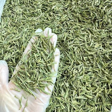 安吉茶农直供！新鲜安吉白茶，清香爽口，品质保证
