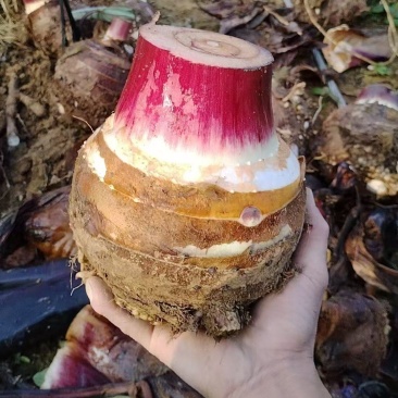 云南大香芋人头芋大量上市