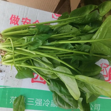 菠菜，大量有货，欢迎大家联系我。