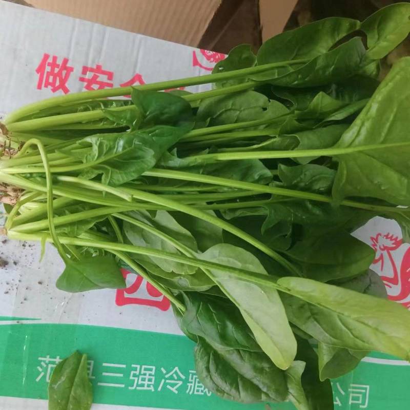 菠菜，大量有货，欢迎大家联系我。