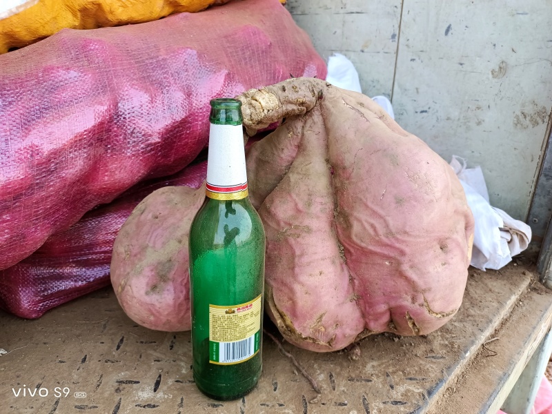 山东丘陵地带高山上的商薯18.19红皮白瓤，淀粉含量高