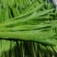 【油麦菜】山东原产地新鲜油麦菜货源充足以质论价量大价优