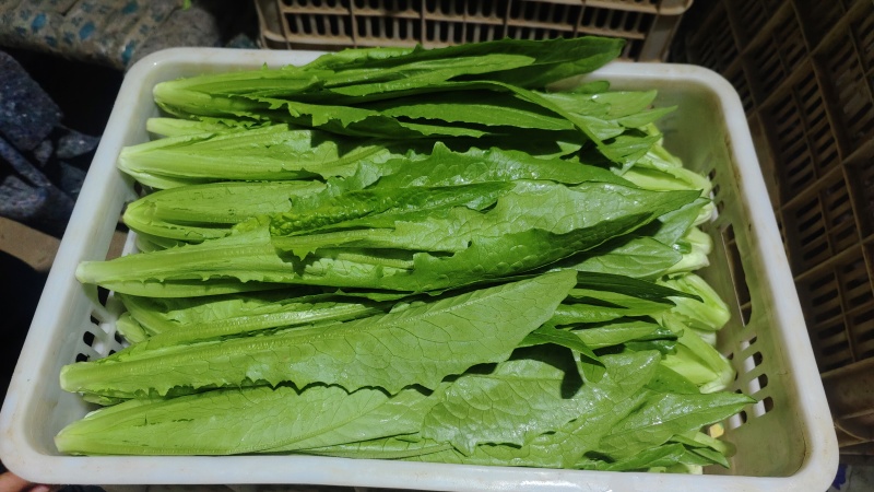 【油麦菜】山东原产地新鲜油麦菜货源充足以质论价量大价优