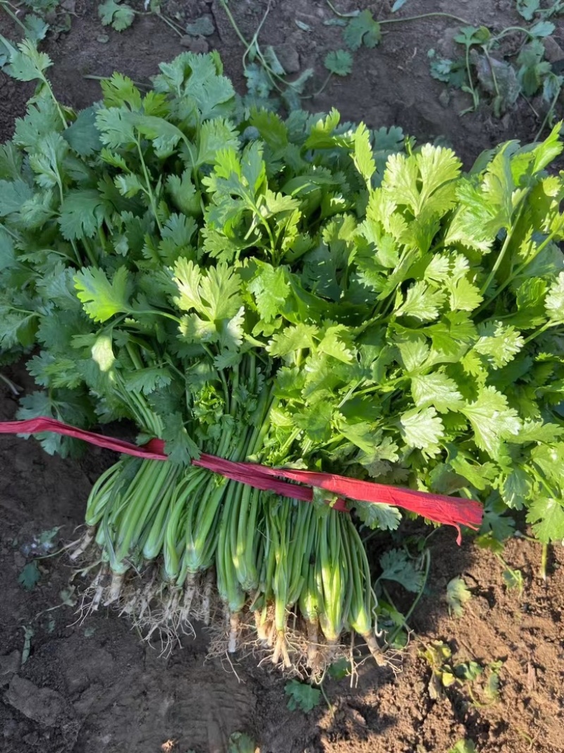 各种叶菜，大量上市