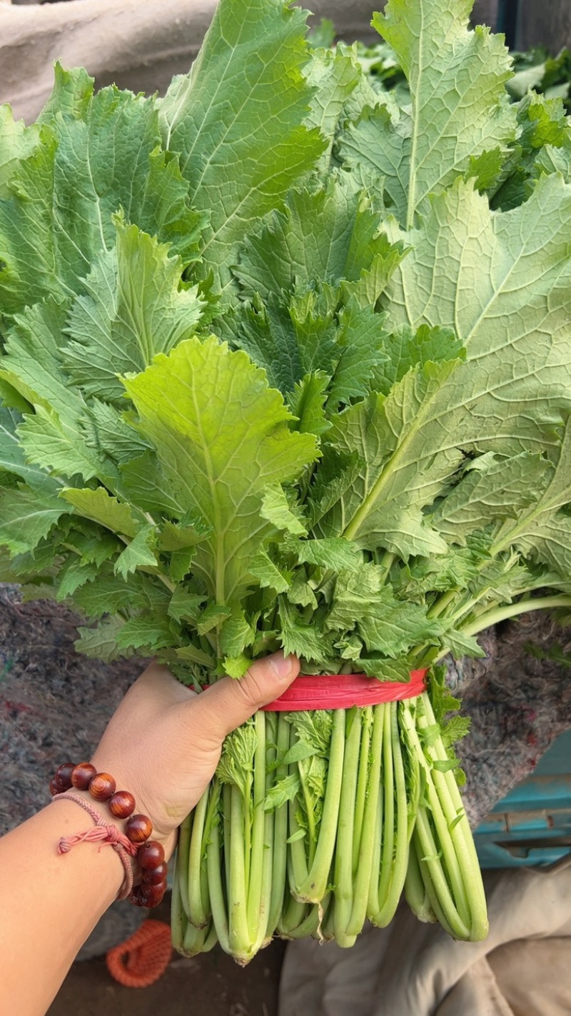 各种叶菜，大量上市