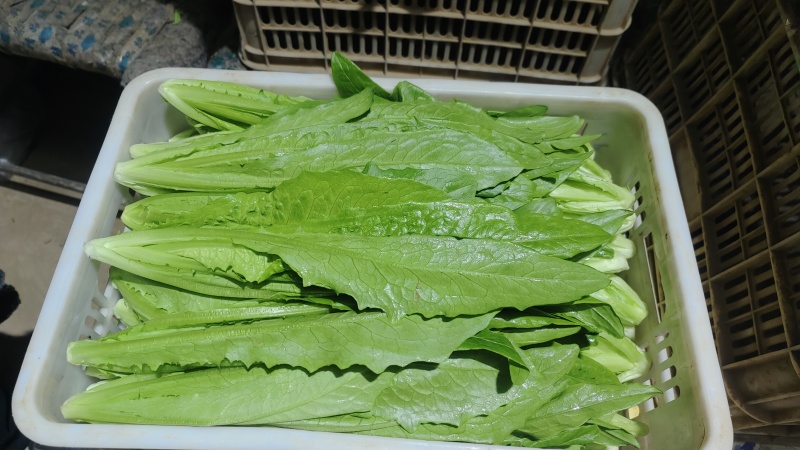 【油麦菜】山东原产地新鲜油麦菜货源充足以质论价量大价优