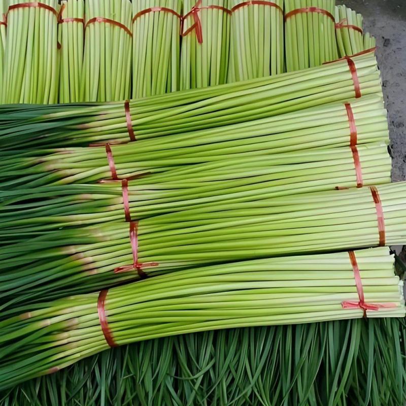 红帽蒜薹/河南蒜薹/精品蒜薹/专业代办常年有货全国可