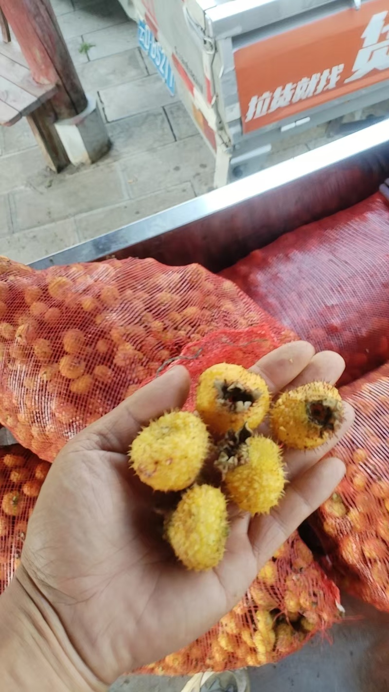 精品刺梨产地直供可视频看货供超市批发市场欢迎咨询