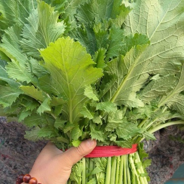 各种叶菜，大量上市