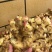 优质小黄姜大量上市货源充足价格公道欢迎咨询