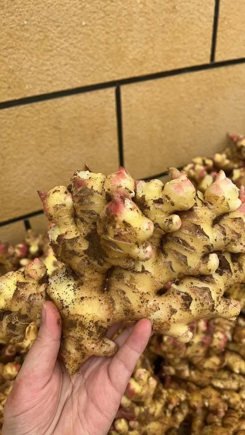 优质小黄姜大量上市货源充足价格公道欢迎咨询