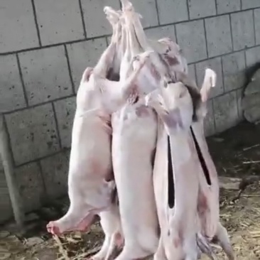 羊腔子扒皮