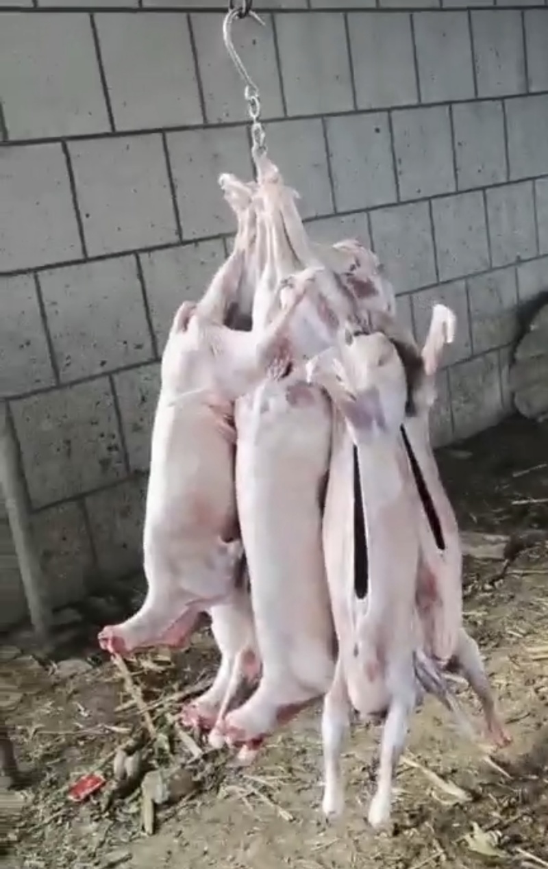 羊腔子扒皮