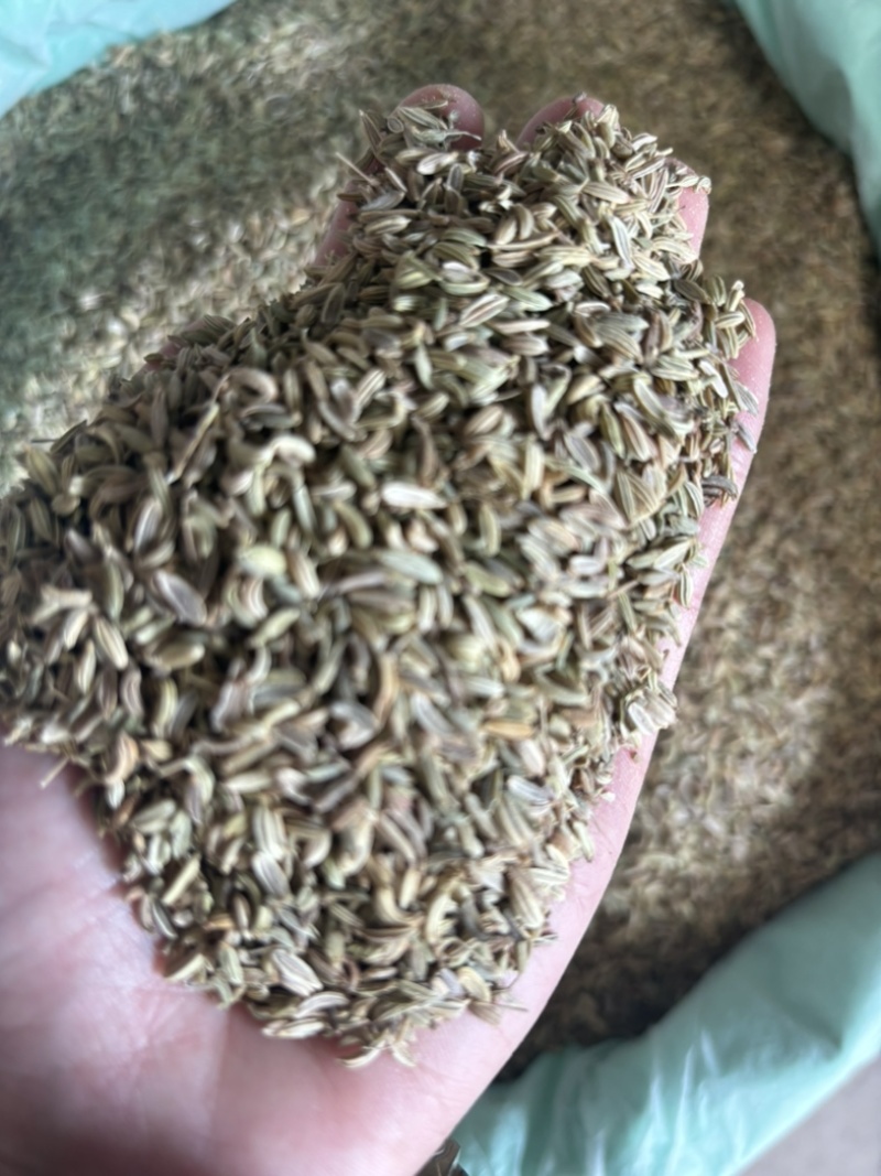 产地直发小茴香，长期供应，一件也是批发价。