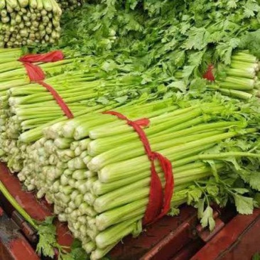 【精品】徐州精品西芹芹菜大量上市价优代发全国欢迎