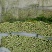 【精品】徐州精品西芹芹菜大量上市价优代发全国欢迎