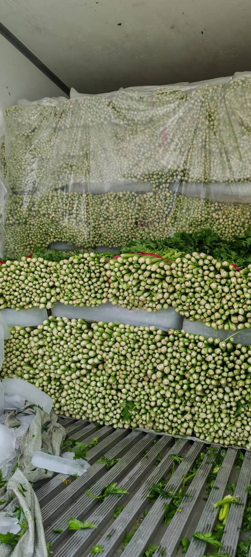 【精品】徐州精品西芹芹菜大量上市价优代发全国欢迎