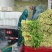 【精品】徐州精品西芹芹菜大量上市价优代发全国欢迎