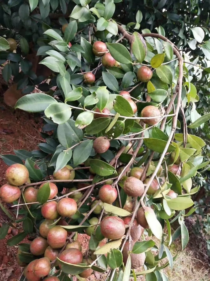基地直供油茶苗量大从优长林系高产嫁接裸根苗