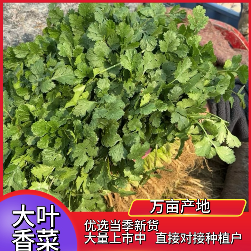 精品大叶香菜，产地直发全国发货一手货源价格优惠，对接全国
