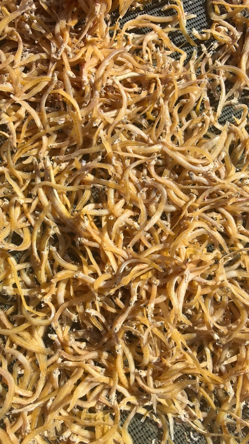 凤尾鱼黄条新货价格便宜