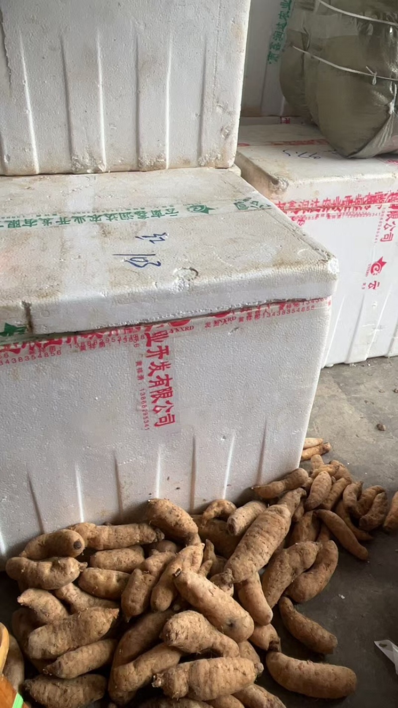 天麻鲜天麻批发现挖现卖品质保证量大质优价格优惠