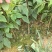 川黄柏苗