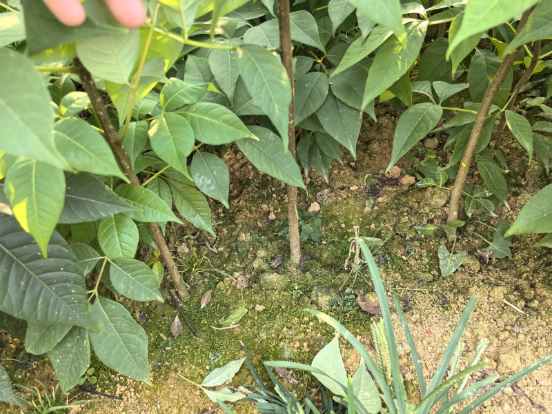 川黄柏苗