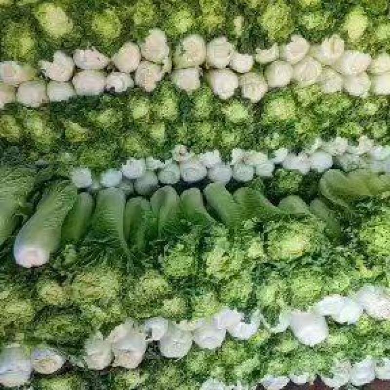 秋绿60白菜