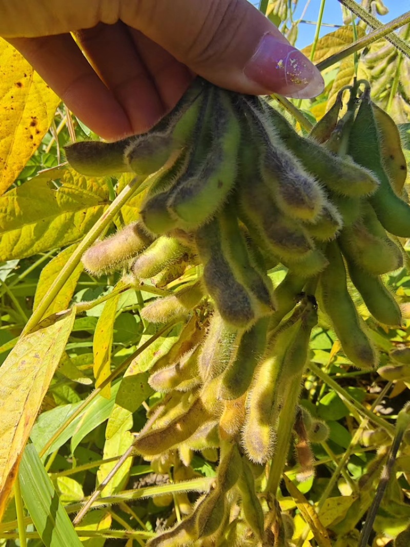 大量合农85大豆。代收，有收豆的老板联系我