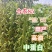 大量合农85大豆。代收，有收豆的老板联系我