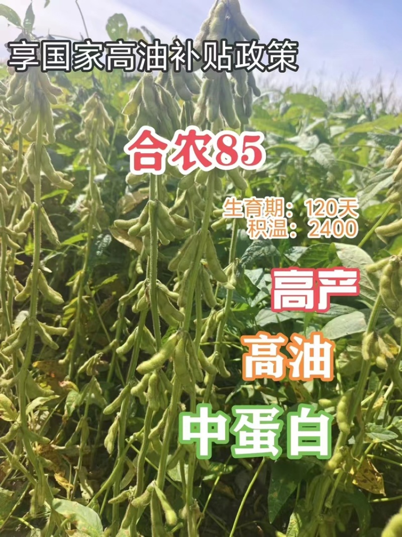 大量合农85大豆。代收，有收豆的老板联系我
