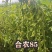 大量合农85大豆。代收，有收豆的老板联系我