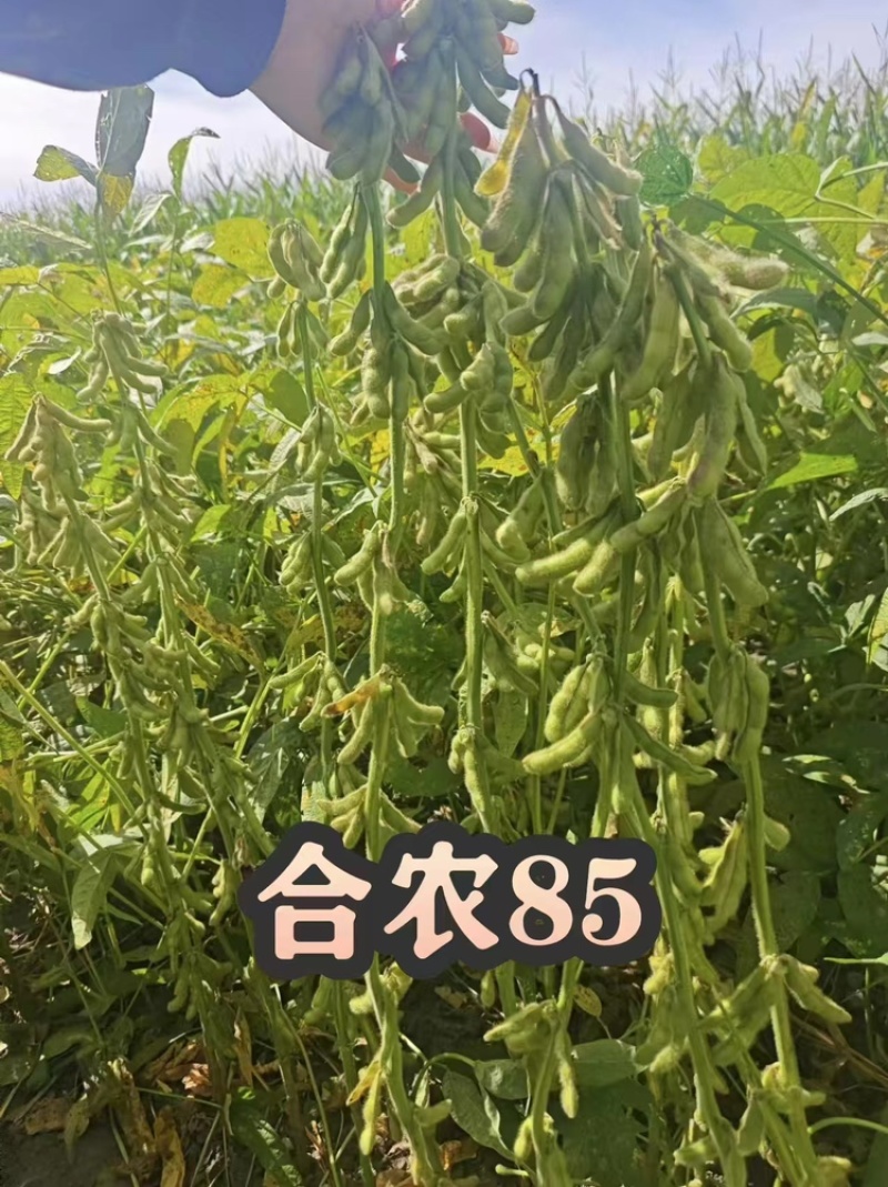 大量合农85大豆。代收，有收豆的老板联系我