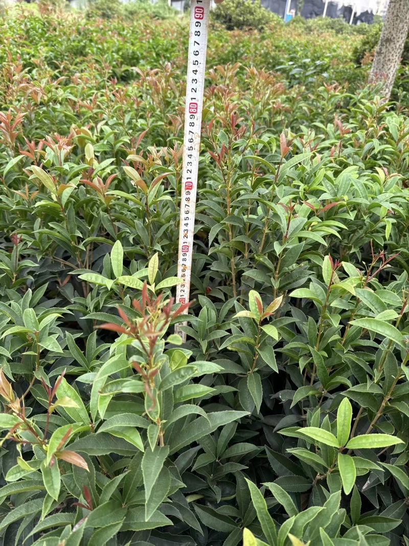 佛顶珠地苗四季桂，桂花小苗，地苗杯苗自家苗圃货源
