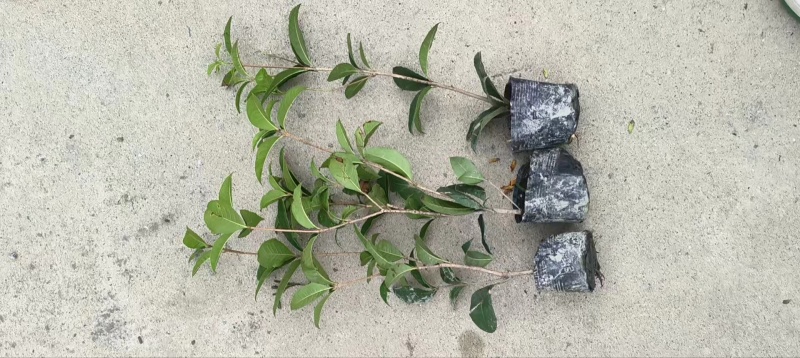 佛顶珠地苗四季桂，桂花小苗，地苗杯苗自家苗圃货源