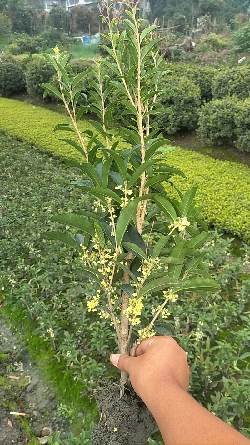 佛顶珠地苗四季桂，桂花小苗，地苗杯苗自家苗圃货源