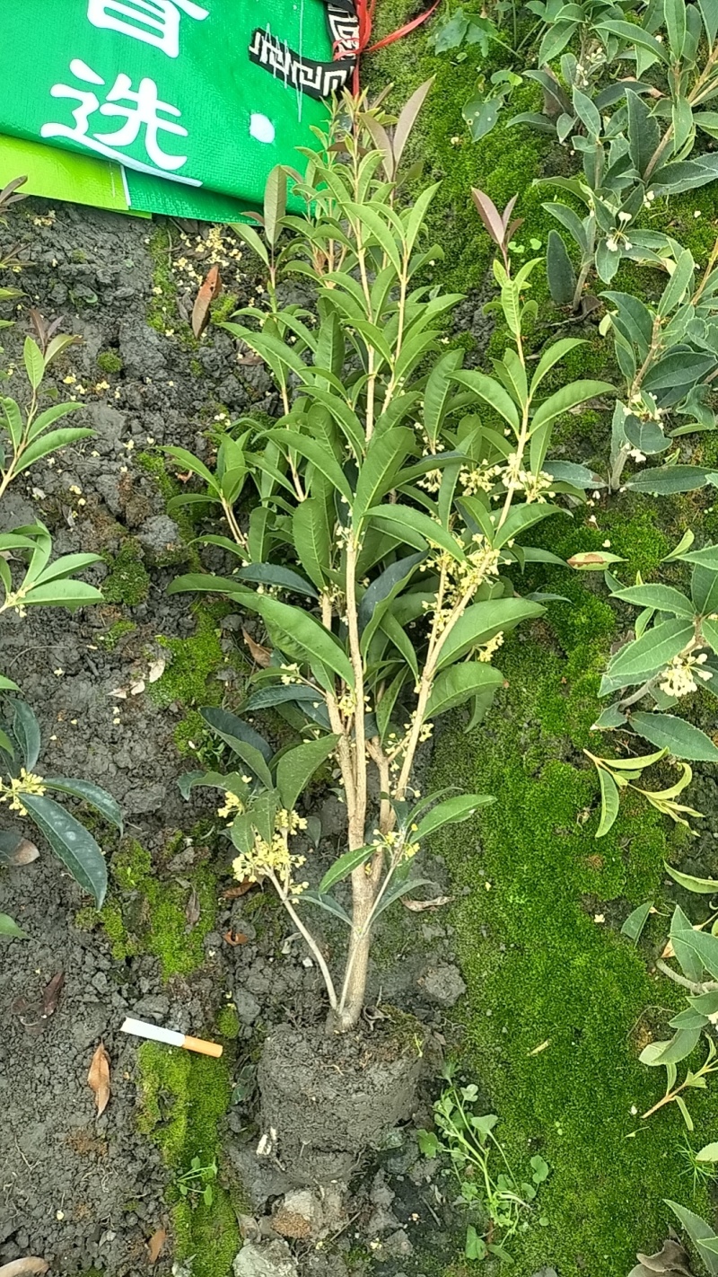 佛顶珠地苗四季桂，桂花小苗，地苗杯苗自家苗圃货源