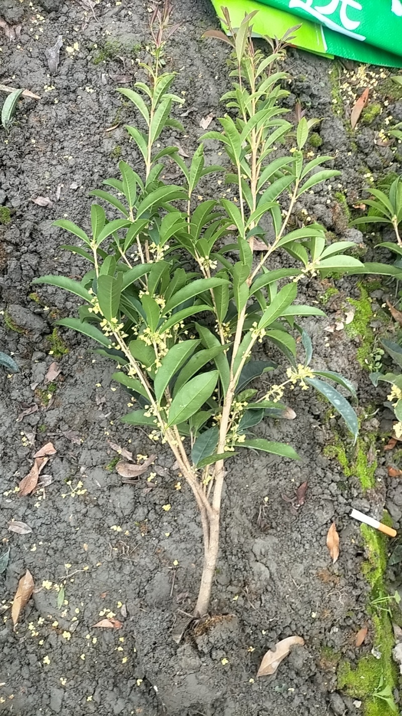 佛顶珠地苗四季桂，桂花小苗，地苗杯苗自家苗圃货源