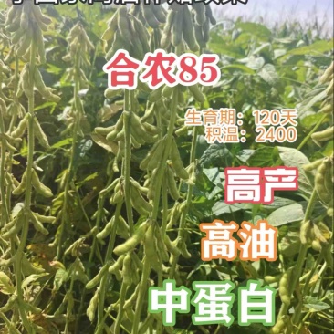 大量合农85大豆。代收，有收豆的老板联系我