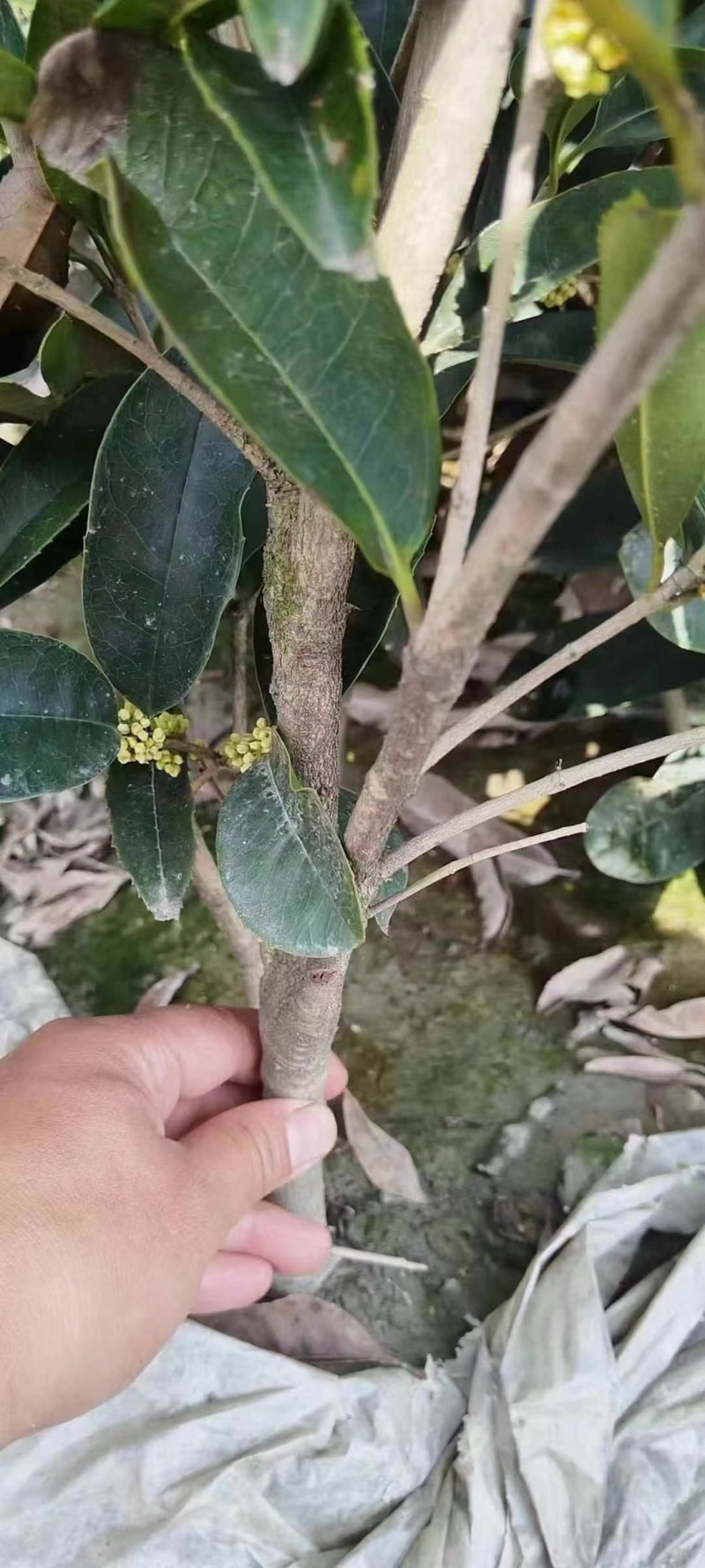佛顶珠地苗四季桂，桂花小苗，地苗杯苗自家苗圃货源