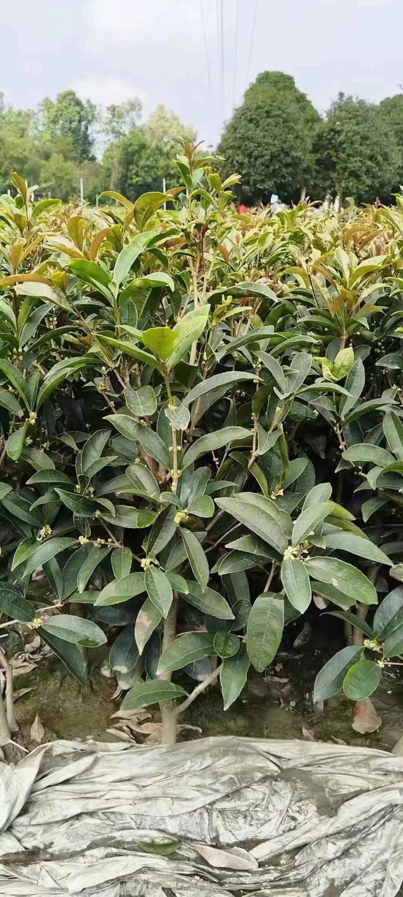 佛顶珠地苗四季桂，桂花小苗，地苗杯苗自家苗圃货源
