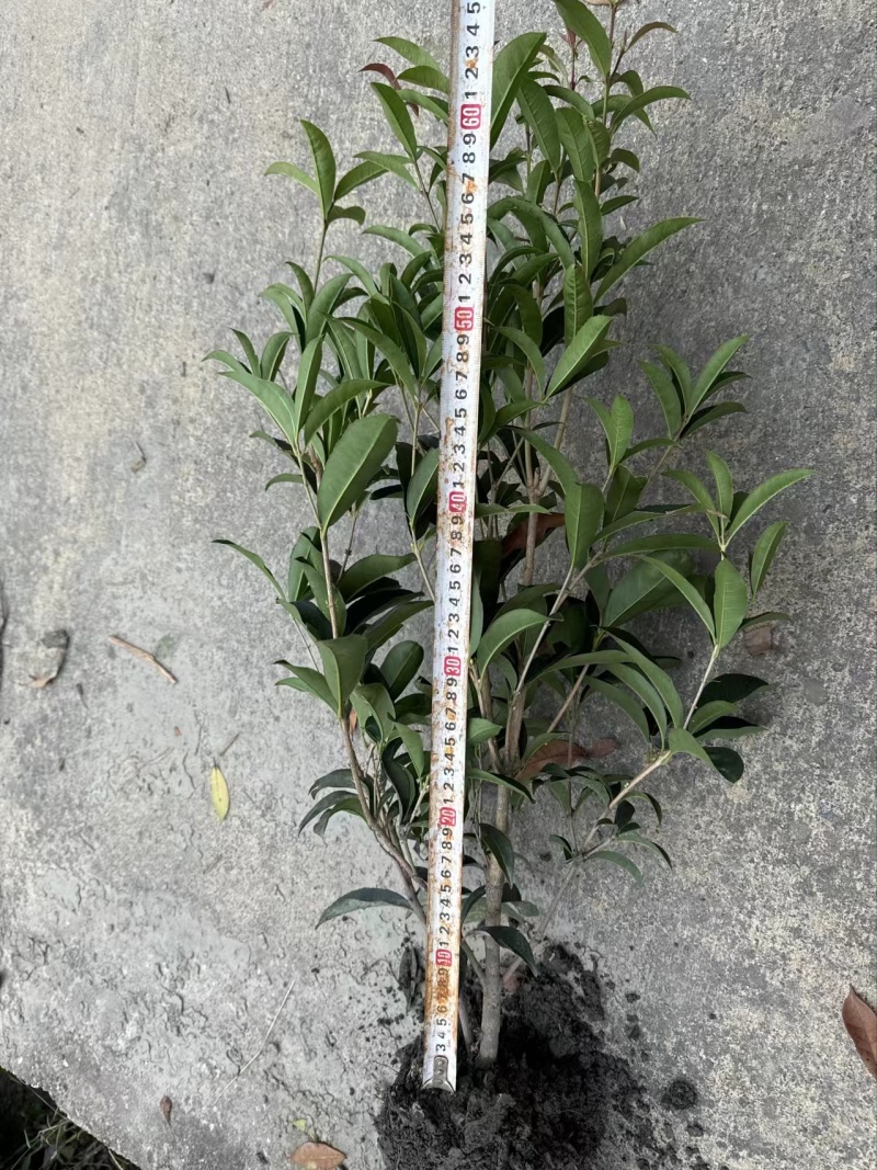 佛顶珠地苗四季桂，桂花小苗，地苗杯苗自家苗圃货源