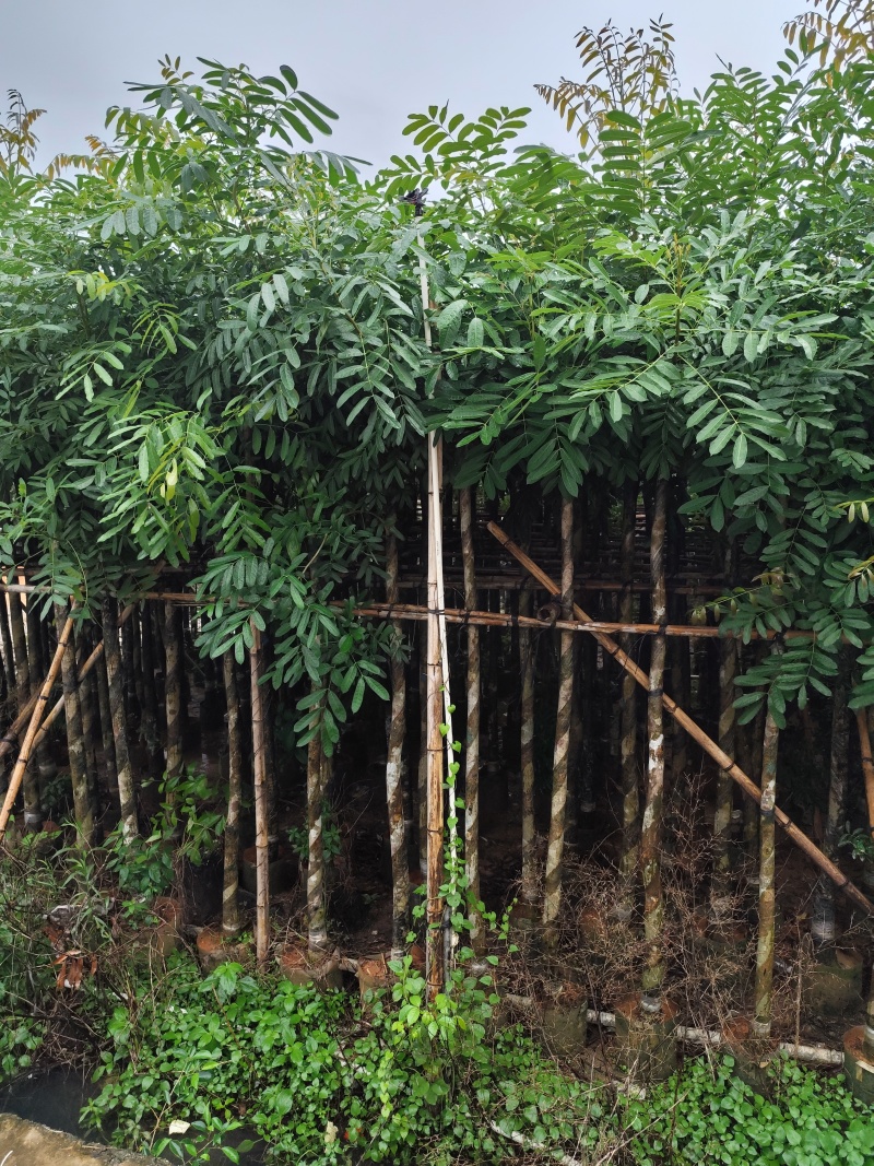 桃花心木5-12公分出售可视频看货，欢迎实地考察